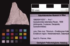 Foto (Objekt + Etiketten) von Goniodromites bidentatus (Reuss, 1858) (NHMW-GEO-1990-0041-0257)